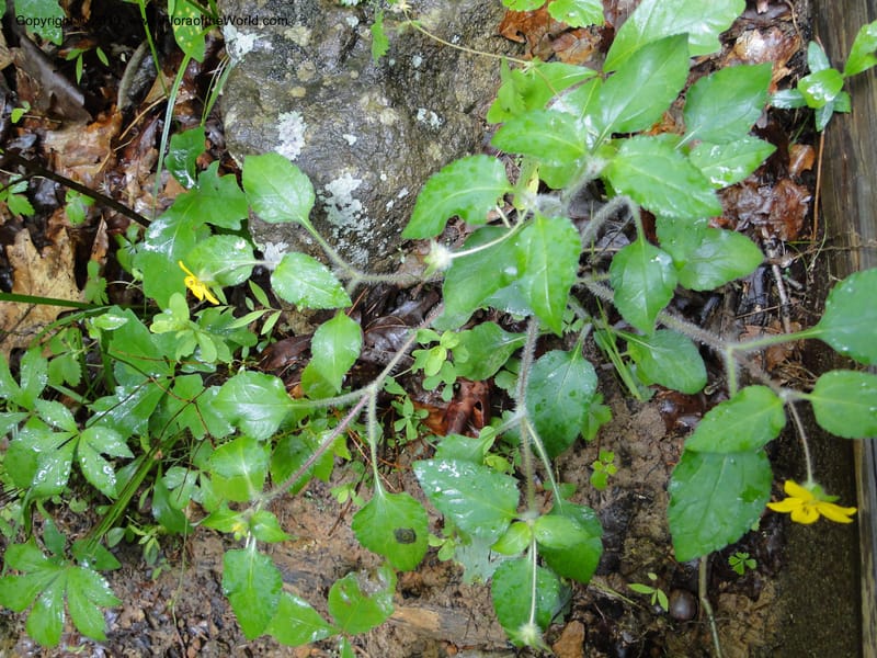 Chrysogonum virginianum, Mori, S 27435, USA, North Carolina, Durham County, Duke Forest, Gate 26 New Hope Drainage, 24 May 2010 (4).JPG