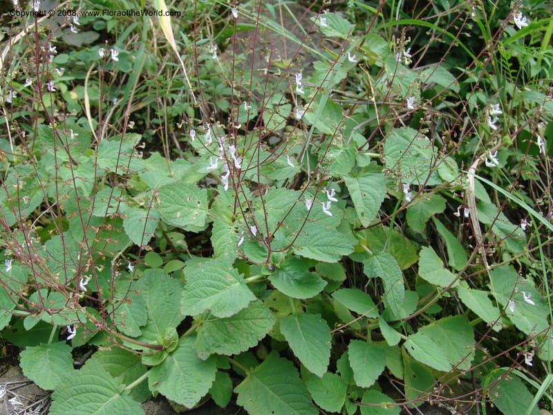 Plectranthus--Kenya. Nandi Hills escarpment, Kapsapet-Kericho rd. 8 Jul 04.  009.jpg