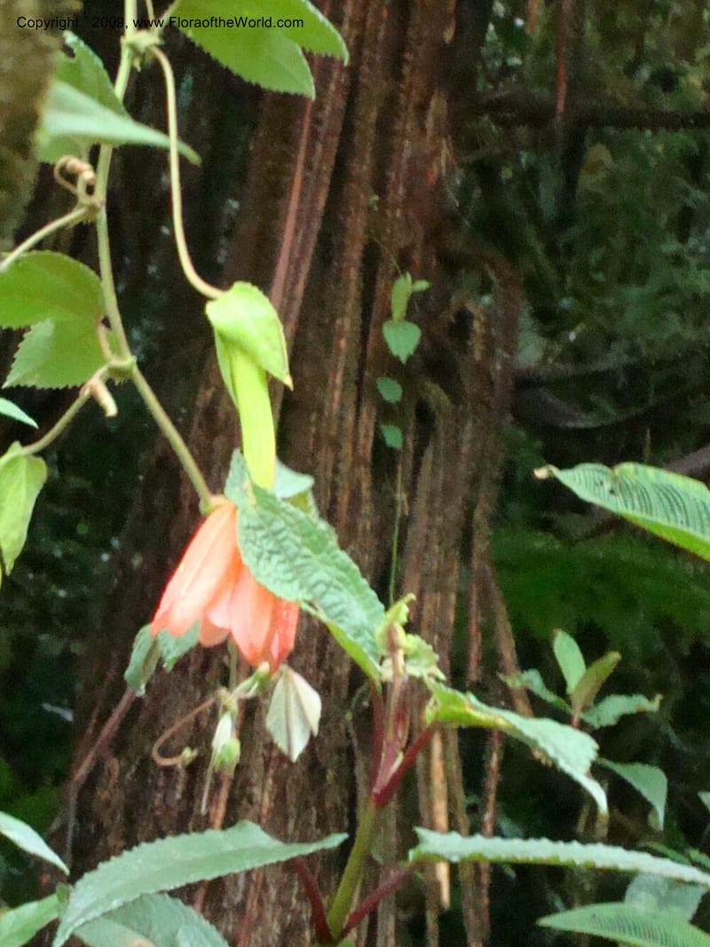 Passiflor...DN16042,Ecuador.Prov.ZamoraC.Tapichalaca Lodge26Sep2007 068.jpg