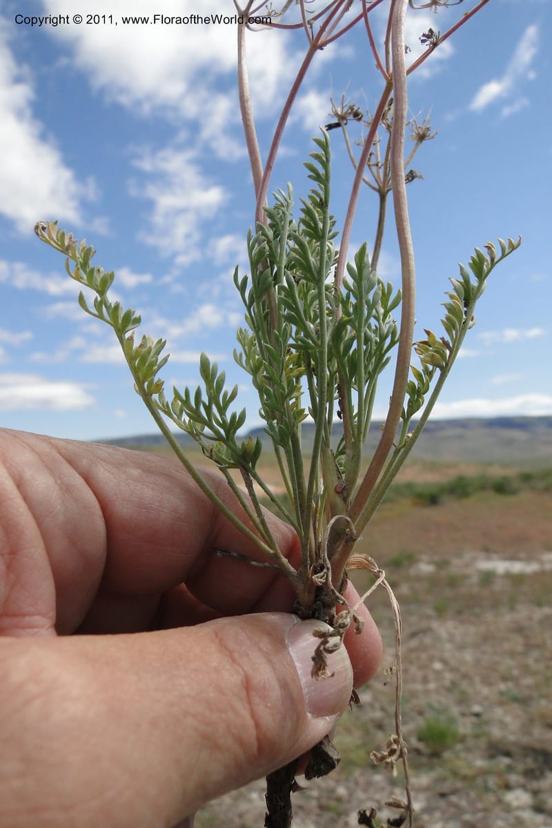 Lomatium bentonitum, J. Smith 9752--Oregon. Malheur Co. Leslie Gulch. 30 June 2011. 091 (2).jpg
