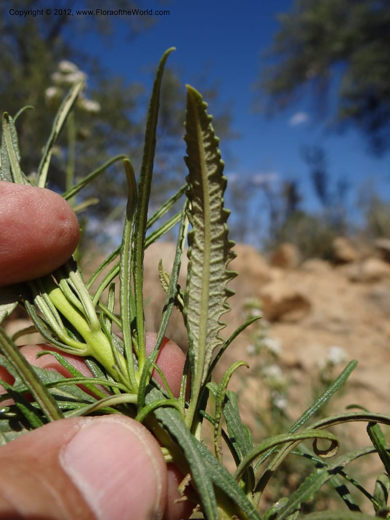 Eriodictyon angustifolium, Davidson, C 11943--AZ. Yavapai Co. Crown King Rd. 7 May 2012. DSC0894 1 (97).JPG