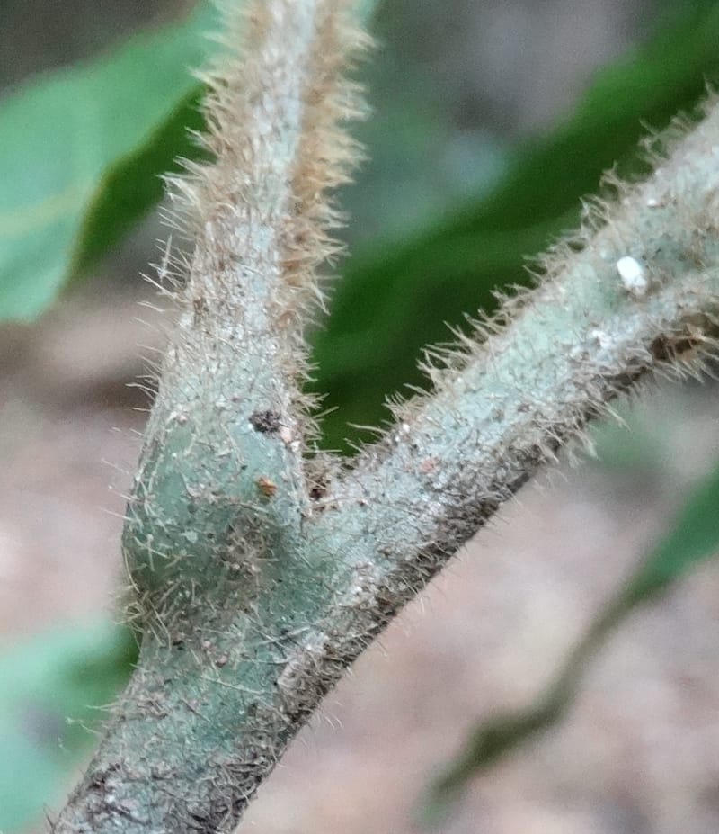 Alectryon hirsutus, Munzinger, J 7422--New Caledonia. Foret du Koghi. 13 Nov 2015. DSC02196 (66).JPG