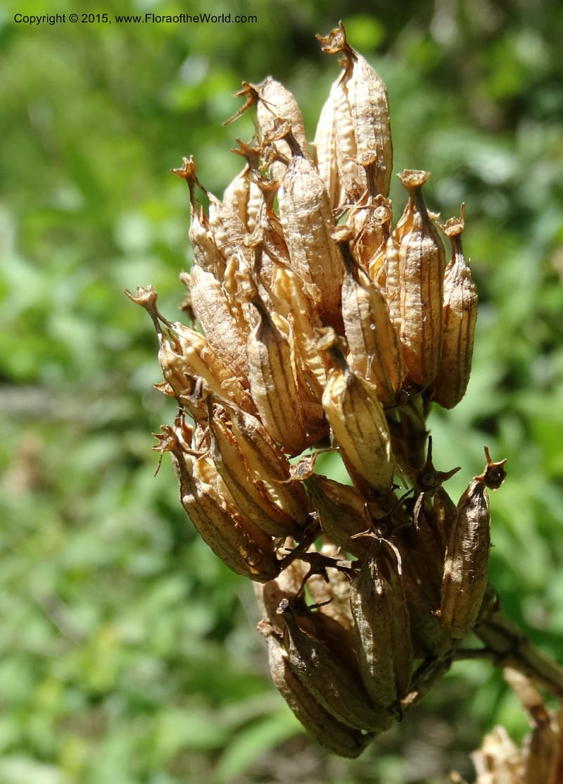 Diervilla sessilifolia, Davidson, C 13068--North Carolina. Haywood Co. NC 215 north of BRP. 21 May 2015. DSC07039 (3).JPG