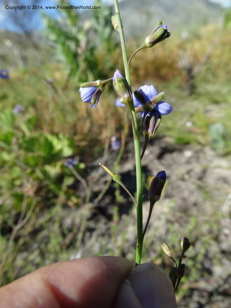 Heliophila, Davidson, C 12320--South Africa. Western Cape. E. side, Fernkloof. 24 Jan 2014. DSC01799 (167).JPG