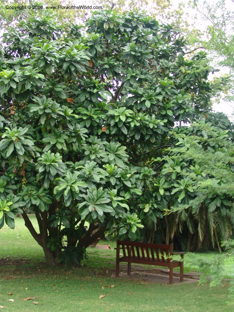 Barringtonia racemosa--So.Africa. Durban Bot. Garden. 14 Mch 05. 074.jpg