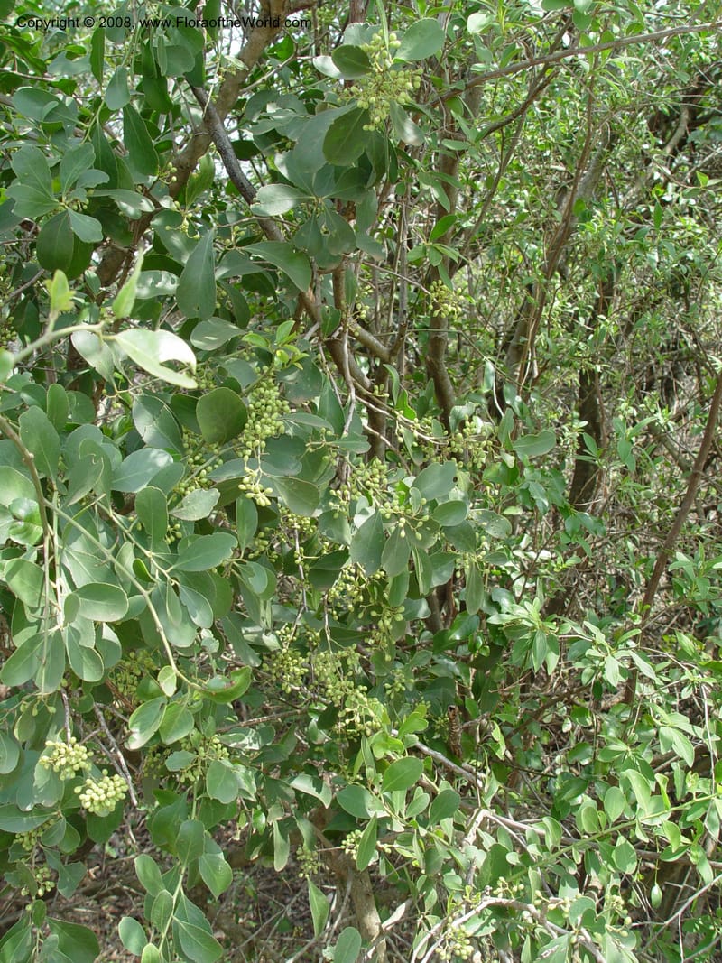 Cordia caffra--So. Africa. KwaZuluNatal. Hluhluwe Game Res. 30 Sep 03. 040.jpg