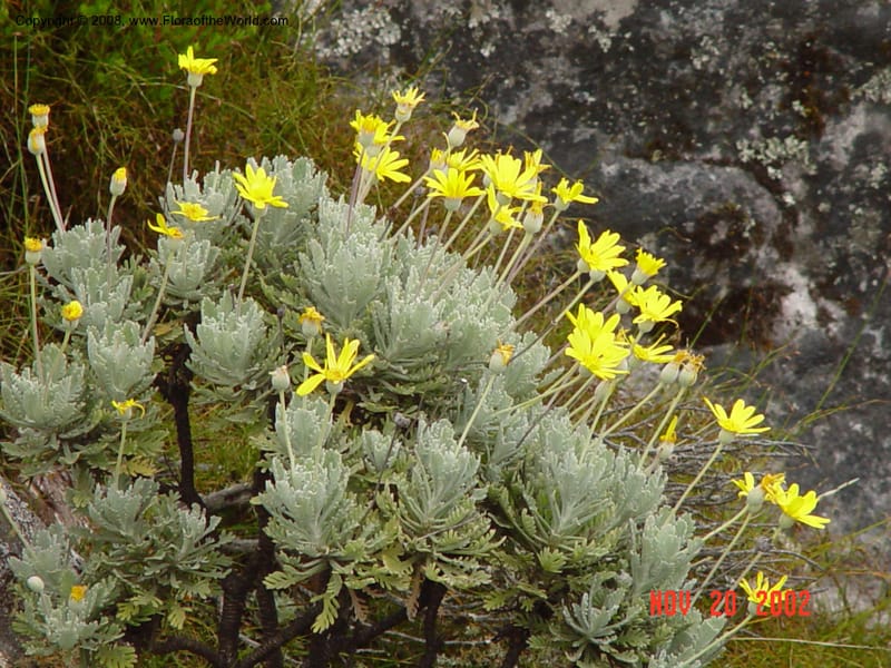 Euryops pectinatus--So. Africa. Cape Prov. Table Mountain. 20 Nov 02. 028.jpg