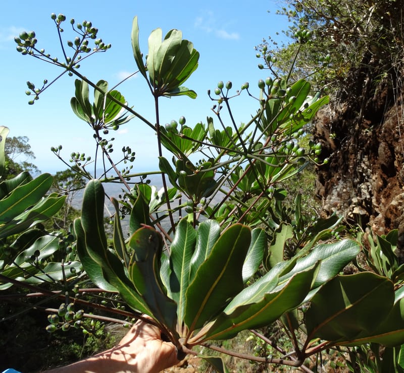 Plerandra polydactylis, Lowry, P 7420--New Caledonia. PinPin. 20 Nov 2015. DSC03938 (112).JPG