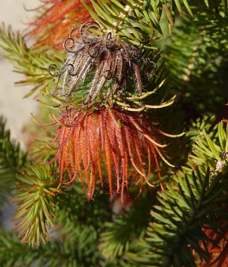 Darwinia, Davidson, C 13419A--Australia. W.A. Tootbardie Rd.-Coorow Rd. 23 Oct 2016. DSC04758 (30).JPG