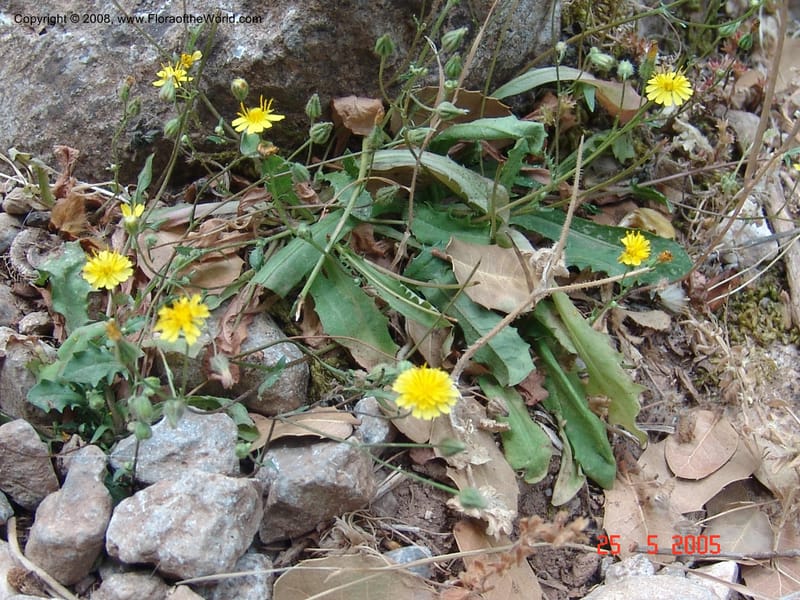 Crepis cretica Area --Crete. Ep. Kisamos. Sirikari Gorge. 25 May 05. 368.jpg