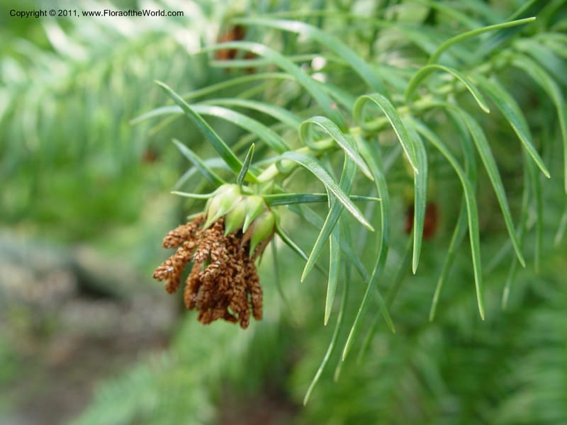 Cunninghamia lanceolata--CT. Branford. Dr. Nickou's private gdn. 27 Jun 03. 054.jpg