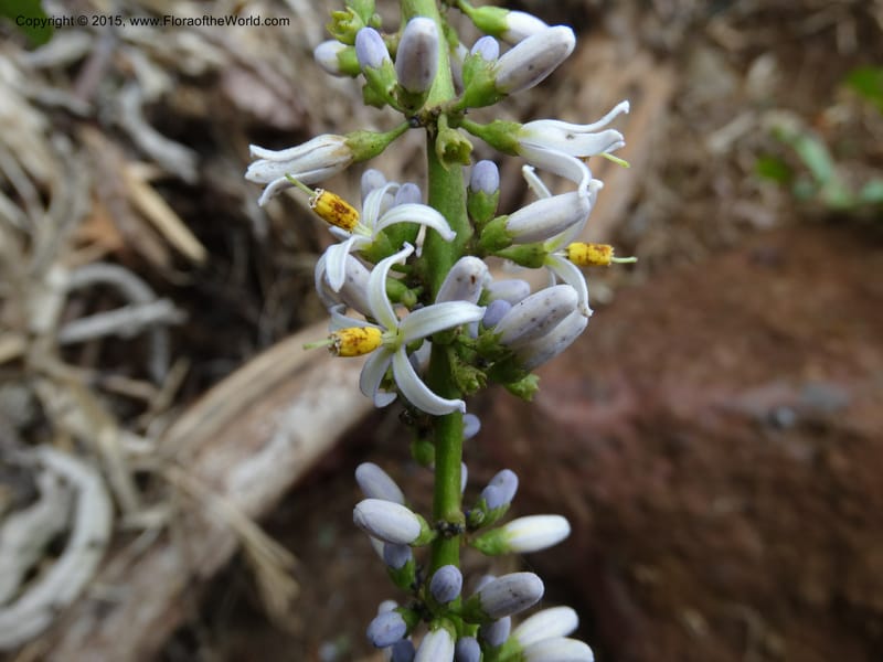 Solanum, Davidson, C 12333--Cameroon. Etome Village to Etinde. 18 Mar 2014. DSC02275 (181).JPG