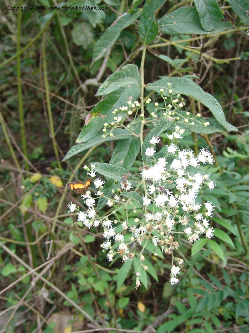 Vernonia patens, AAraujoM2932--Bolivia. F. Tamayo. W of Apolo. Rio Machariapu. 17 Sep 06. 477.jpg