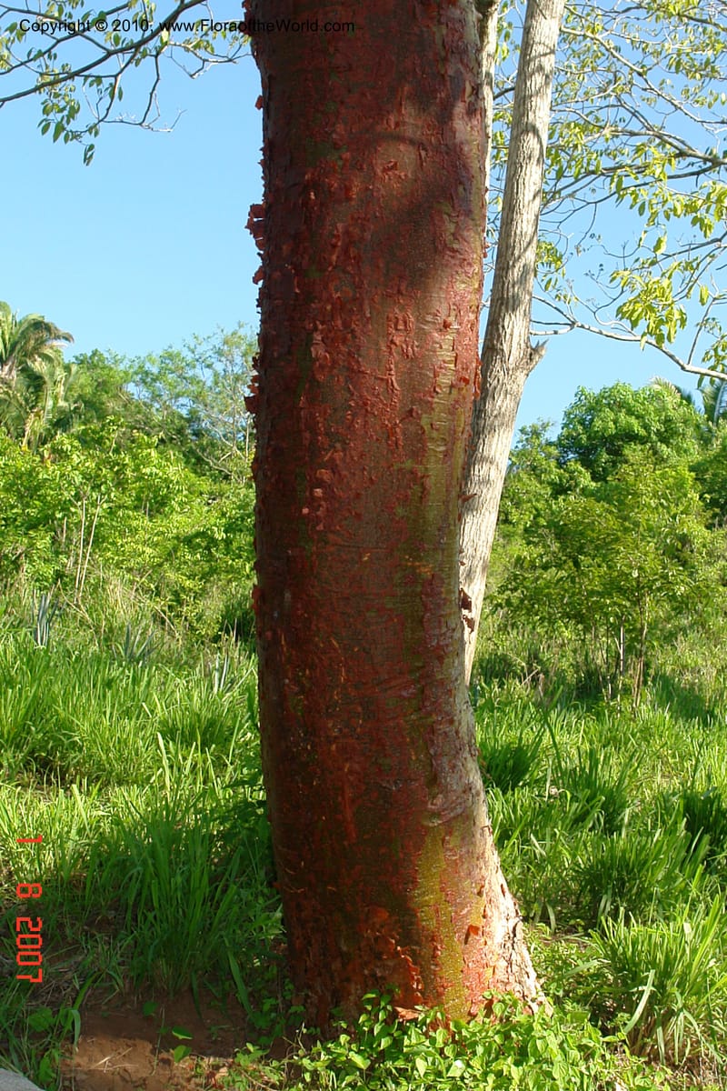Bursera arborea--Mexico. Jalisco. Adjacent to El Tamarindo. 1 Aug 2007. 011 (35).jpg