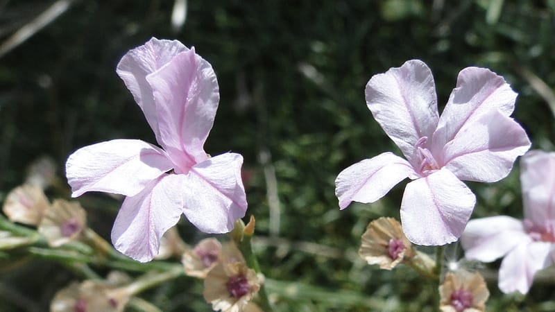 Acantholimon blakelockii, EC.3--Iraq. Kurdistan. Shakh-i Pira Magrun. Zewiya. 12 June 2010. 151 (11).jpg