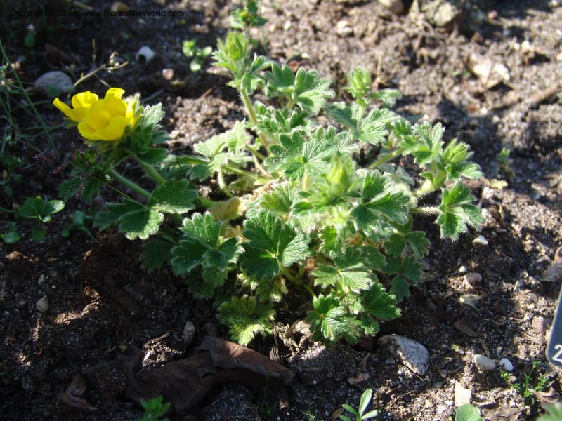 Potentilla megalantha--France. Nancy. Jard. Bot. Montet. 1 May 05. 123.jpg