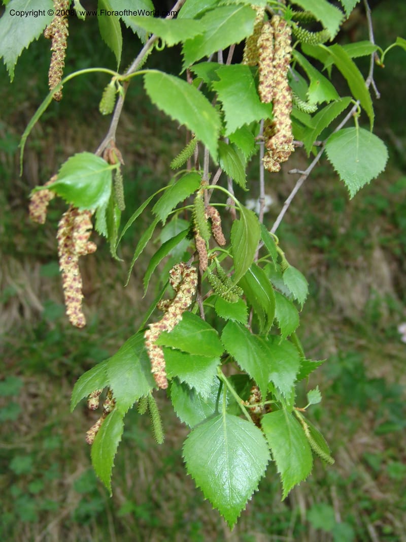 Betula litwinowii--Georgia. Kazbeki. Trail-road to Sameba Church. 2 Jun 05. 097.jpg