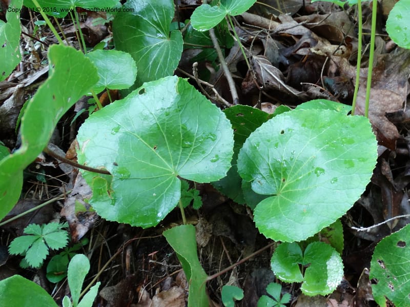 Galax urceolata, Davidson, C 13049--South Carolina. Oconee Co. Brasstown Cr. 19 May 2015. DSC06413 (178).JPG