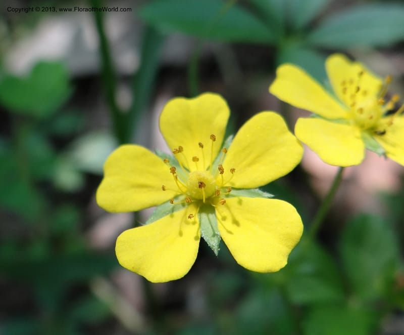 Potentilla kleiniana, Li Pan 1205278--China. Zhejiang Prov. Shunxi Village. 28 May 2012. DSC00347 (312).JPG
