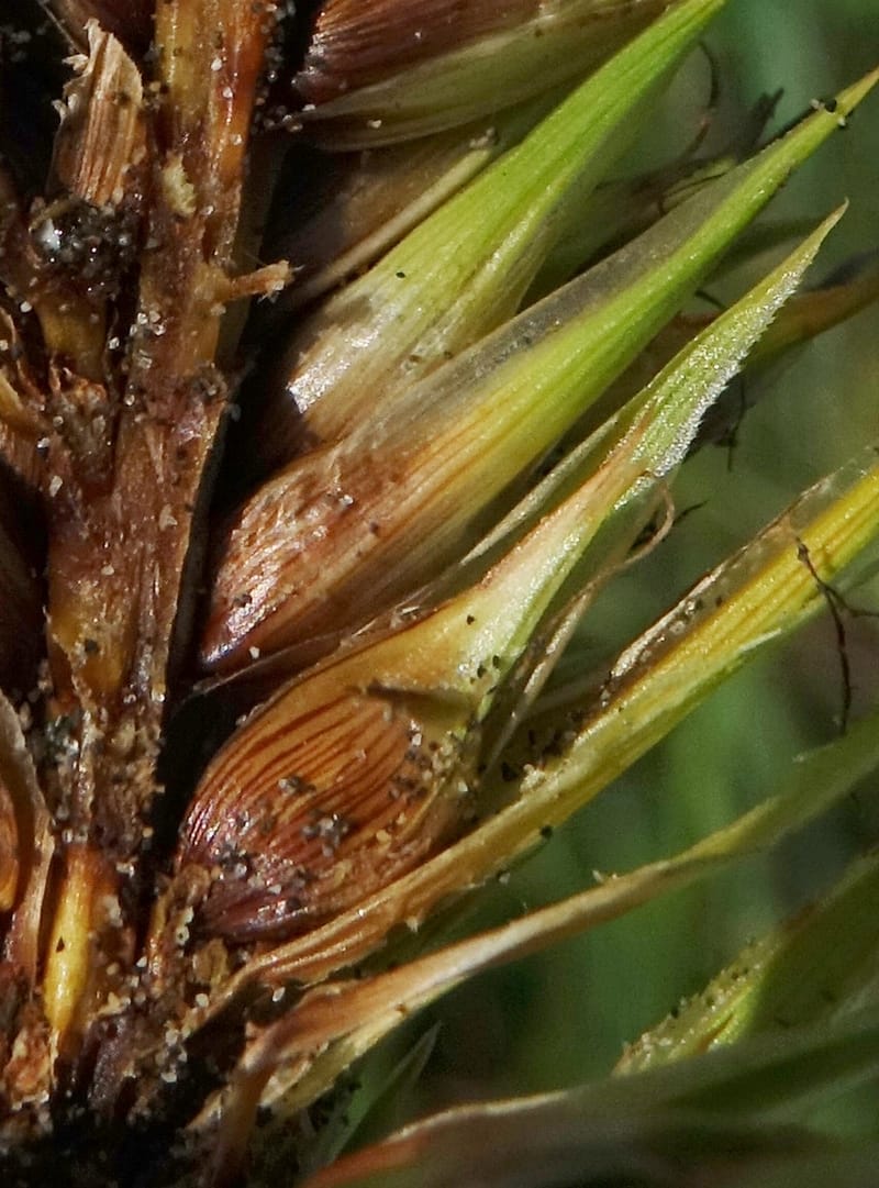 Carex macrocephala var. kobomugi--Japan. Hokkaido. Toyotomi-cho. 4 Aug 2016. DSC01106 (37).JPG