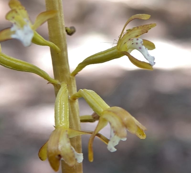 Corallorhiza maculata var. occidentalis, C. Davidson 13681--ID. Valley Co. Sylvan Beach. Charlie's Garden. 21 Jun 2017. DSC02832 (6).JPG