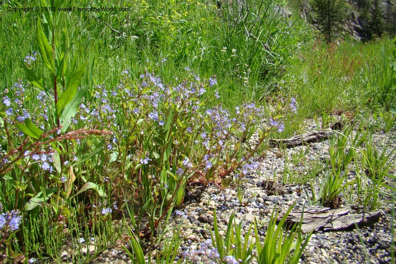 Veronica americana, C. Davidson 11464--ID. Valley Co. Warm Lake. 16 June 2009. 058.jpg