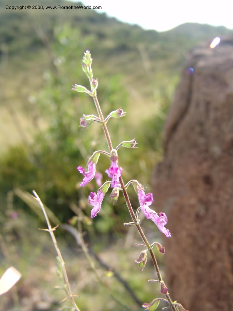 Syncolostemon cf--So.Africa. Mpumal. R577 N of Lydenburg. 16 Mch 05. 122.jpg