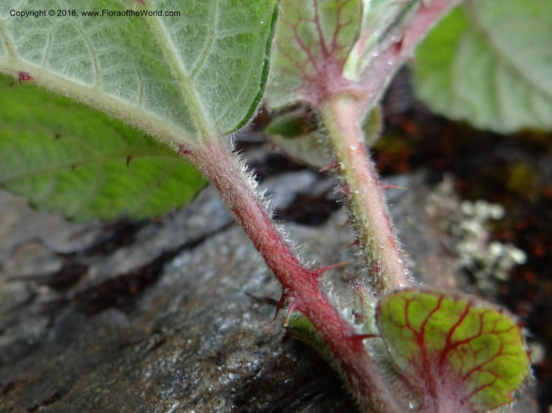 Rubus, Ulloa, C 2384--Ecuador. Azuay. Matanga. 2 Oct 2012. DSC06351 (317).JPG