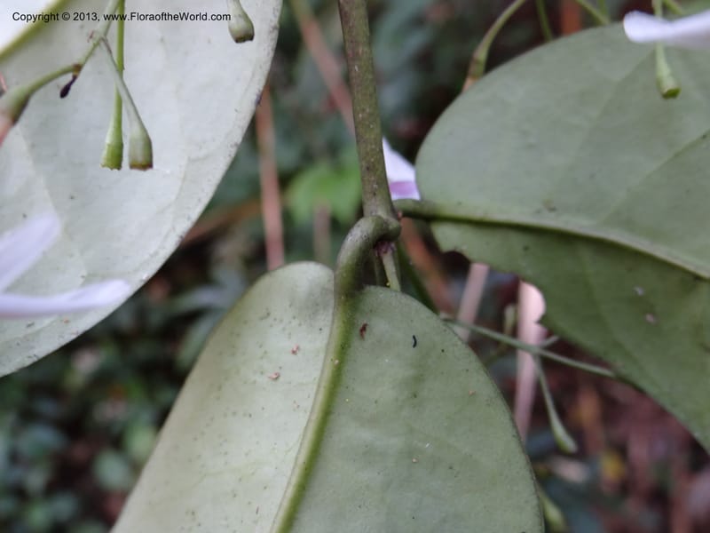 Jasminum, VC 5507--Thailand. Chiang Mai Prov. Doi Inthanon Nat. Park. 9 Nov 2012. DSC08004 (6).JPG