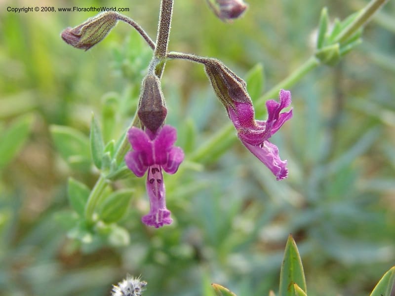 Syncolostemon cf--So.Africa. Mpumal. R577 N of Lydenburg. 16 Mch 05. 116.jpg