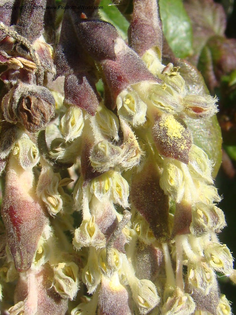 Garrya elliptica, C. Davidson 11826--CA. Moonstone Beach. 26 Jan 2011. 012 (1).jpg