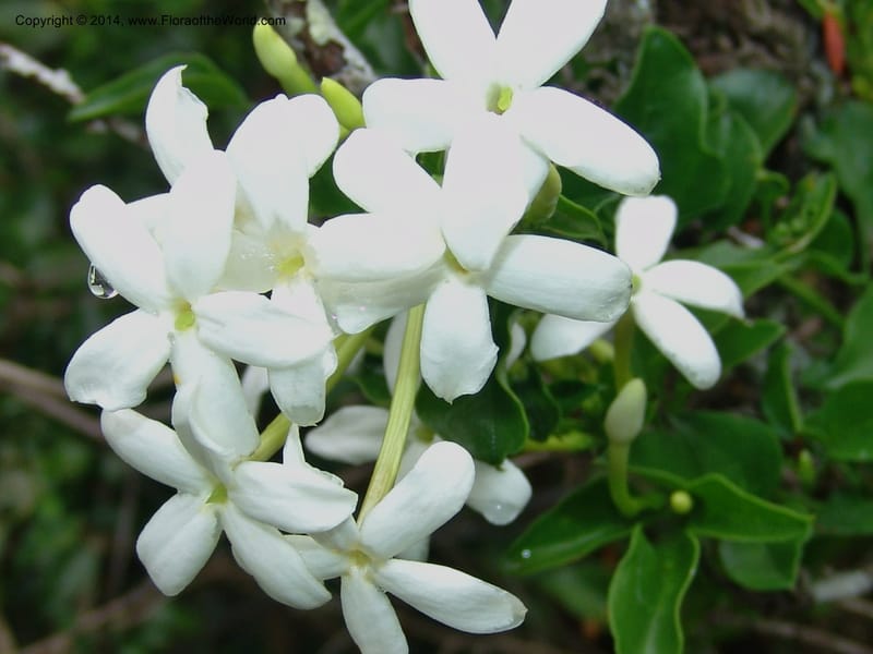 Jasminum angulare--So.Africa. E. Cape. Kap Riv. Nat. Res. 7 Mch 05. 070.jpg