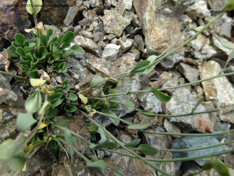 Noccaea fendleri, Davidson, C 12589--ID. Idaho Co. Seven Devils Camp Ground. 15 Jul 2014. DSC00113 (63).JPG