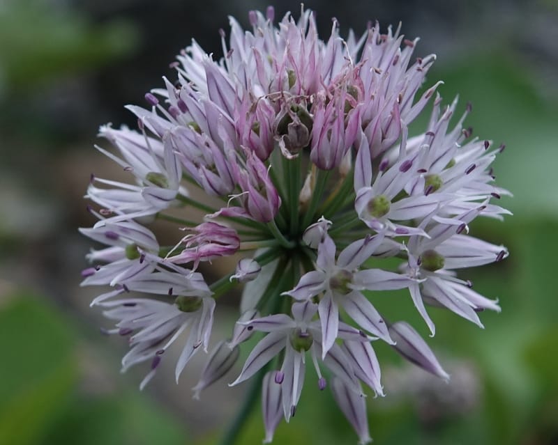 Allium schoenoprasum--Japan. Hokkaido. Teshio Exptl. For. 3 Aug 2016. DSC00757 (71).JPG