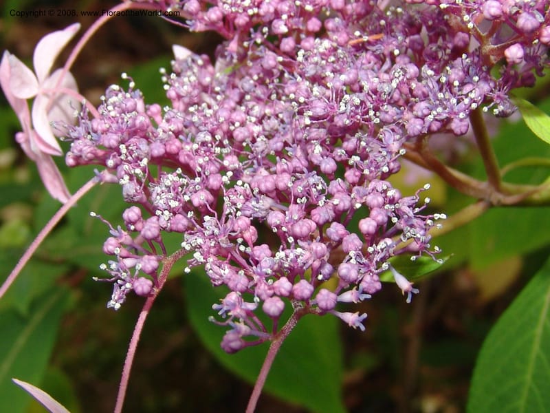 Hydrangea serrata, 97.0229--CA. UC Berkeley Bot. Garden. 8 Dec 06. 118.jpg