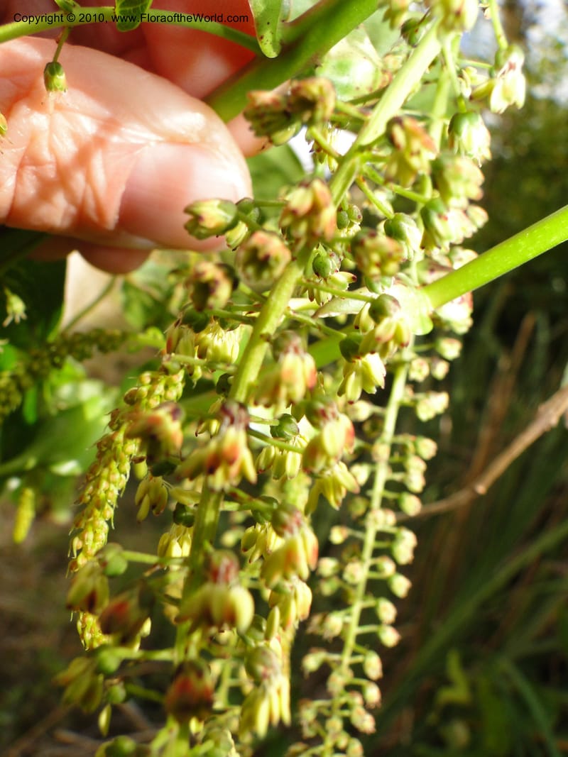 Coriaria arborea, C. Gemmill 731--New Zealand. N. Island. Mt. Te Aroha. 13 Jan 2010. 250 (15).JPG