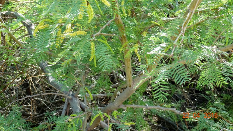 Prosopis glandulosa torreyana, Davidson, C 13168--California, Afton Canyon, 22 Apr 2016  8301 (18).JPG