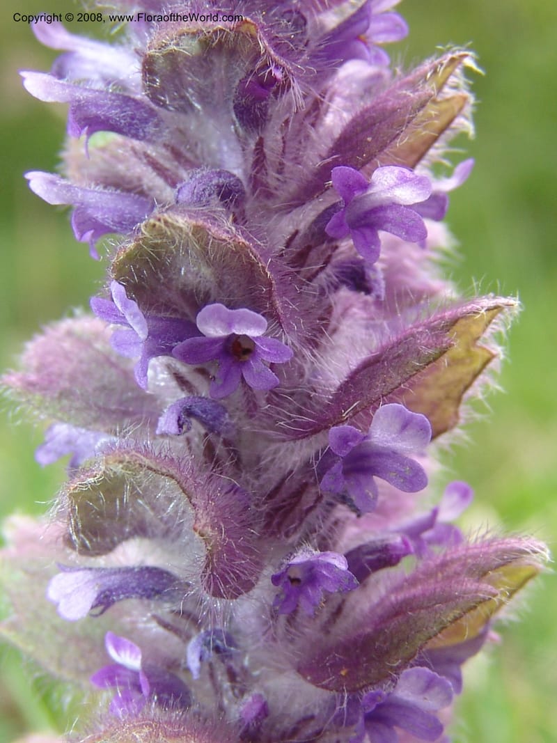 Ajuga orientalis--Georgia. Kazbeki . Trail-road to Sameba Church. 2 Jun 05. 566.jpg