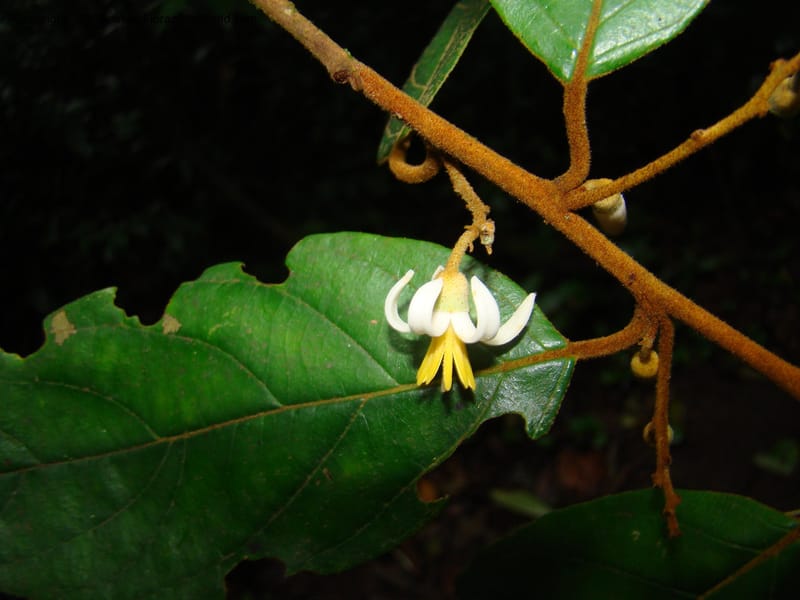 Styrax nicaraguense, WDStevens27263--Nicaragua. Matagalpa. Cerro Picacho at Selva Negra. 16 Jun 08. 027.jpg