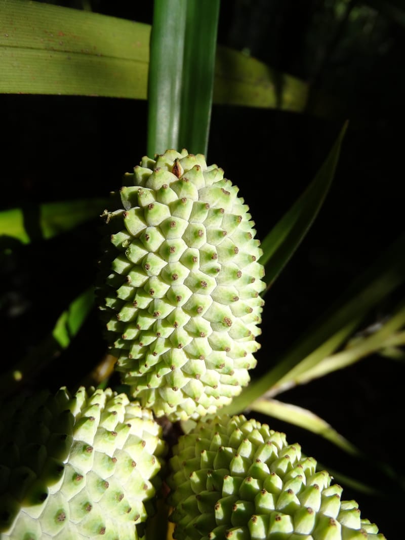 Freycinetia, Callmander, M 1234--New Caledonia. Haute Robinson. 11 Nov. 2015. DSC00909 (451).JPG