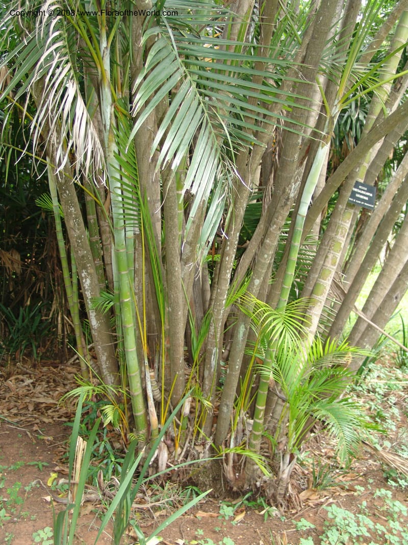 Chrysalidocarpus lucubensis--So. Africa. Durban Bot. Garden. 14 Mch 05. 143.jpg