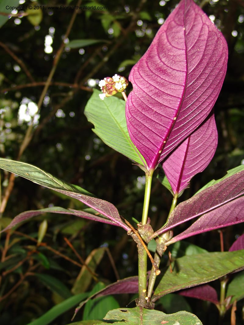 Psychotria oinochrophylla, RVasquez 31535--Peru. Prov. Oxa. Estac. Paujil. Send. El Mirador. 16 Oct 06. 305 (1).jpg