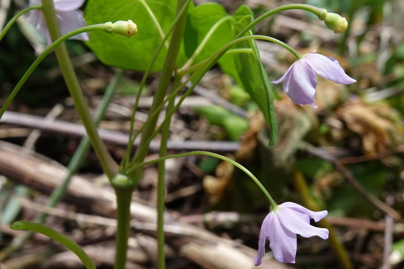Ranzania japonica--Japan. Myoko Kenmin-no-mori. Hiuchiyama Trial. 27 May 2016.  (173).JPG