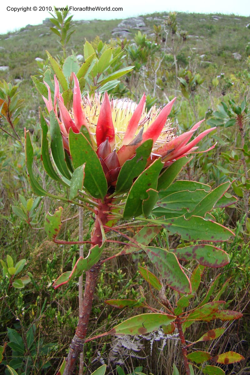 Protea cynaroides, C. Davidson 11499--South Africa. Marloth Nat. Res. Langeberg Mts. 22 Aug 09. 139 (4).jpg