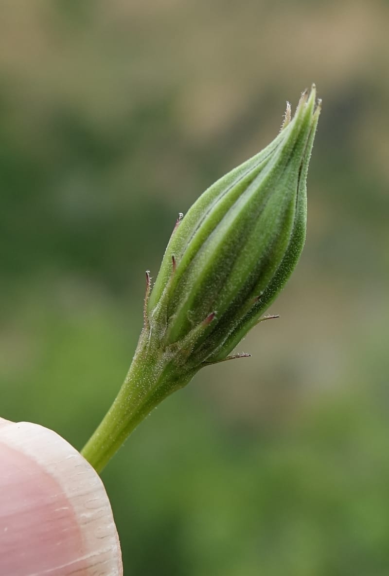 Microseris nutans, C. Davidson 13583--ID. Boise Co. Scott Mtn. L.O. Rd. 25 May 2017. DSC00708. JPG (239).JPG