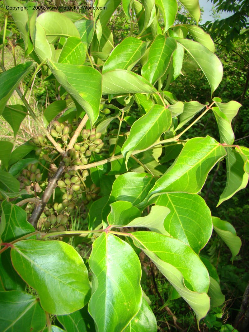 Bursera simaruba, WDStevens27302--Nicaragua. Matagalpa. Kukamonga N of Esteli. 17 Jun 08. 127.jpg