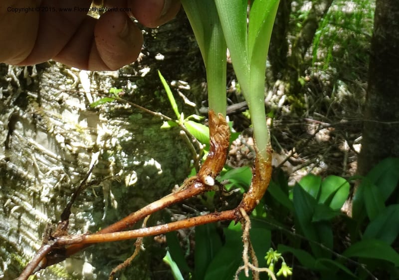 Clintonia borealis, Davidson, C 13070--North Carolina. Trans. Co. Devils Courthhouse. 21 May 2015. DSC07059 (29).JPG