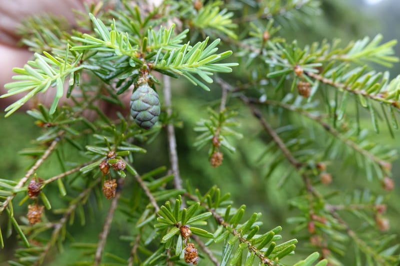 Tsuga chinensis, Tseng Yu-Hsin 1332--Taiwan. Taroko Nat. Park. Mt. Bilu Trail. 21 May 2016.  (199).JPG