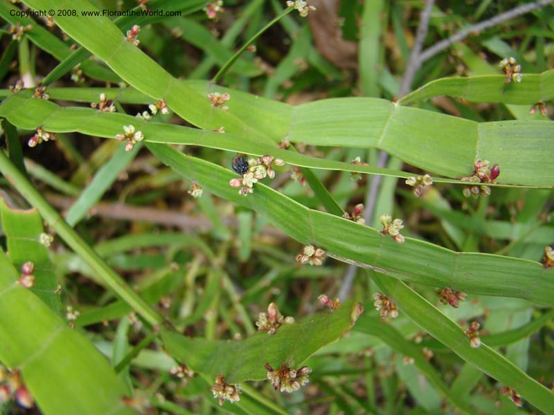 Homalocladium platycladium--Australia. Royal Botanic Garden, Melbourne. 19-20 Mch 08. 309.jpg