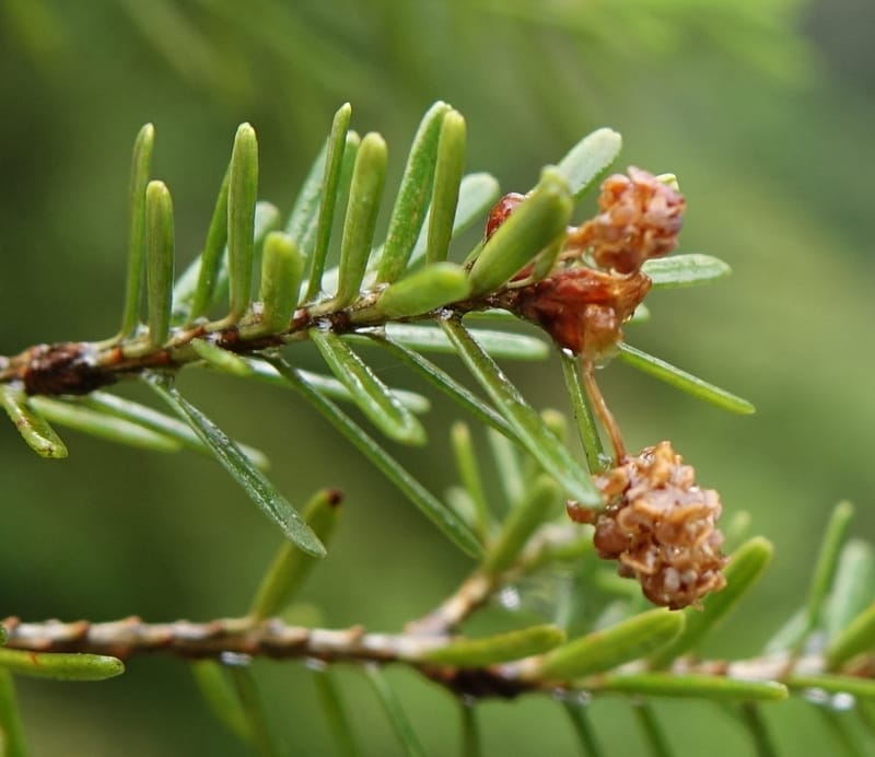 Tsuga chinensis, Tseng Yu-Hsin 1332--Taiwan. Taroko Nat. Park. Mt. Bilu Trail. 21 May 2016.  (203).JPG